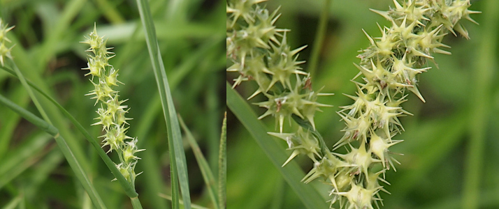 [Two images spliced together with the one on the right being a closer view of the burs which are spheres with long spikes protruding from them. The image on the left is a single spike of approximately a dozens burs atop the green leafy stem. The image on the right is a close view of several spikes of burs.]